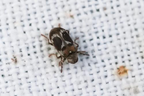 Ptinomorphus regalis